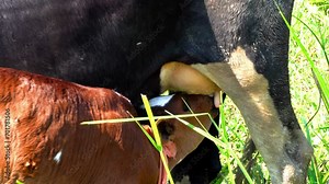 A close up of a healthy Beautiful black cow nursing her calf. Cute cow baby is sucking milk from the mother. Calf drinking milk cow mom.