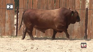 What a set of Beefmasters! Join us in Brenham, Texas for our 70th bull sale on October 20-21, 2023, where we will offer 30 elite registered females, 115 performance tested bulls and 150 commercial females. Friday afternoon, we will kick off the weekend with our Registered Female Sale at 6:30pm. Join us for entertainment and dinner! Saturday we will kick off the bull sale at 12:00 noon with commercial females to follow! Contact us ahead of time for our absentee bidding and hauling options. See yo