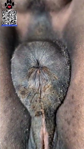 Beautiful Mare in Heat | Closeup Winking