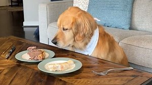 Dog shows incredible restraint when left alone with juicy steak