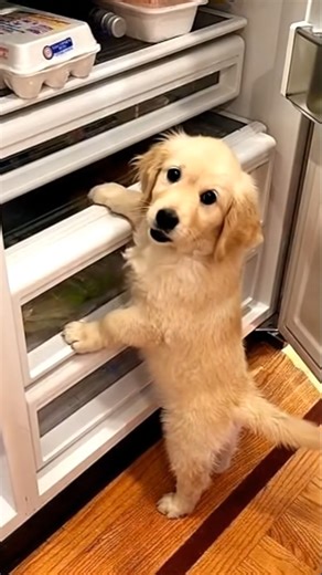 happy pets,happy humans on Instagram