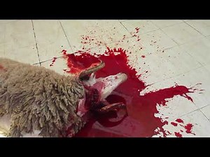 Method of Slaughter of Sheep for the Islamic Eid Al Adha Religious Festival (Part 1)
