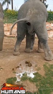 840K views · 3K reactions | #AbnormalHumans Credits:@abnormal.safari.experience | ABNORMAL HUMANS | Facebook