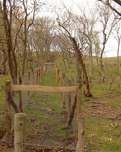 Afrasteringen in de Manteling moeten voorkomen dat herten planten opeten