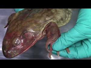 Bullfrog dissection - External Anatomy