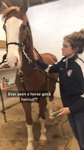 Colby gets winter ‘do... #CashAppInBio #WildAnimals #colbyandally #colbysarmy #rescuehorse #horse #fyp #equestrian #reel | Dinne Press