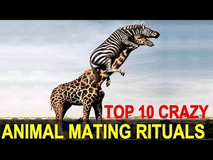 Top 10 Strangest Animal Mating Rituals You Won't Believe