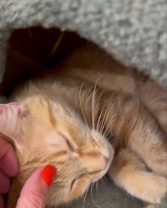 2K views · 1.1K reactions | Meet Honey! She came in as a stray with...