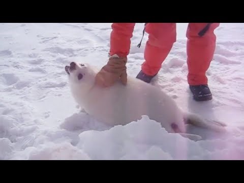 Petting A Wild Baby Seal...