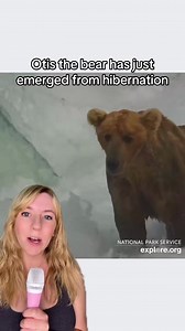 Otis the bear has FINALLY emerged from hibernation and is now catching fish to prepare for Fat Bear Week! 🐻 Watch Otis and the other brown bears at Brooks Falls here: explore.org/livecams 📸 explore.org #bearsoftiktok #bear #otisthebear #katmainationalpark #goodnews #positivecontent | That Good News Girl