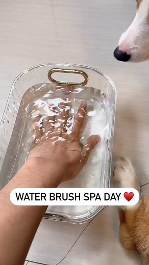 The Secret to a Calm Cat: Massaging Grooming Comb. Comment section = Your shopping link! | Lovely Dogs