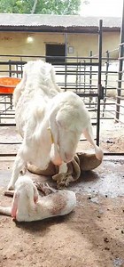 1.8K views · 43 reactions | #Excel_Genetics #Patira_Female_Delivery_Today_Morning | Excel Agro services | Facebook