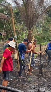 Drilling holes for rice planting is a unique farmin | Noko Saba