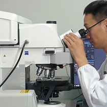Dissection and Staining of Oenocytes in Droso | JoVE Journal