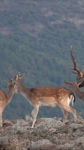 बुल्गारिया में परती हिरन प्रजनन | Bhojpuriya Khabar HDTV