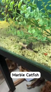 Marble Catfish at R185ea | Fantasea Aquarium and Pet | Facebook