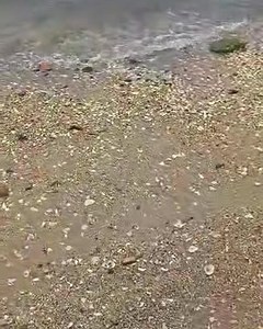 Atlantic Croaker on fire 🔥ACisBANGIN One Stop Bait & Tackle #TripleBANGIN ￼#BigFish ￼ #AC #OnFire ￼#ONESTOP #Hotandheavy #AlanticCity #Jettyfishing￼ #OneStopHat￼￼ ￼￼#ACFishisBANGIN #Striperbass ￼￼￼#AC1FISHING #ONESTOPisBANGIN #Tjetty #FishTrap #BANGIN #FishAC #ACisBANGIN #AtlanticCityFishing #FishingInAC #ACAnglers #JerseyShoreFishing #SaltwaterFishing #AtlanticCityFishermen #FishingLife #FishermanLife #FishOn #CatchoftheDay #FishermanProblems #AnglersParadise #FishingAddict #FishTheShore #Beac