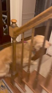 Furever Angels Animal Rescue of Charlotte on Reels