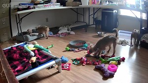 Watching the girl Yorkies play on the camera.❤️ | Doggy Daze Boarding & Rescue