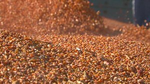 Silage corn harvest. Popcorn harvest.