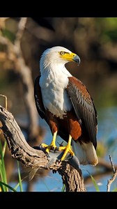 The African fish eagle is a large bird, and the female, at 3.2–3.6 kg (7.1–7.9 lb) is larger than the male, at 2.0–2.5 kg (4.4–5.5 lb). This is typical sexual dimorphism in birds of prey. Males usually have wingspans around 2 m (6.6 ft), while females have wingspans of 2.4 m (7.9 ft). The body length is 63–75 cm (25–29.5 in). The adult is very distinctive in appearance with a mostly brown body with a white head like the bald eagle and large, powerful, black wings. #eagle #birds #prey | Amazing w