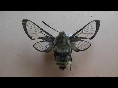 БРАЖНИКИ: 696. Hemaris aksana