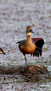 Lesser whistling duck | 𝐍𝐚𝐭𝐮𝐫𝐞 𝐏𝐡𝐨𝐭𝐨𝐬 𝐁𝐨𝐨𝐤
