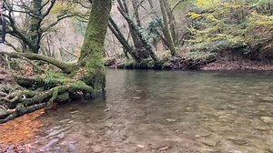 River Walkham at Grenofen yesterday, Dartmoor, Devon. | Rachel Burch Westcountry Photography