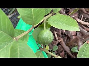 Allahabad Safeda Guava Plant fruiting on my Terrace