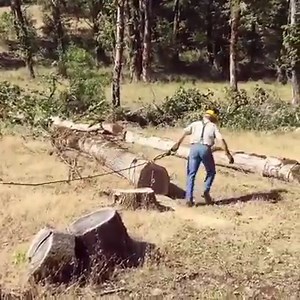 Learn all about logging and CHOKER SETTING on the channel. Link is in the comments. #essentialcraftsman #logging #dc6 #chokersetting #oaktree #fallingtrees #giantoak #choker #greatscott | Essential Craftsman