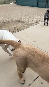 cuddle bugs 3/27 | K9 Country Club