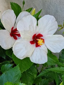 Giving Thanks and Thanks Giving