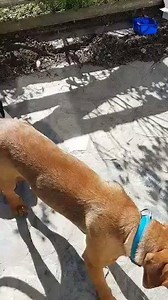 59 reactions · 8 comments | Beau shows Sansa around! :-) | Pound Paws Rescue | Facebook