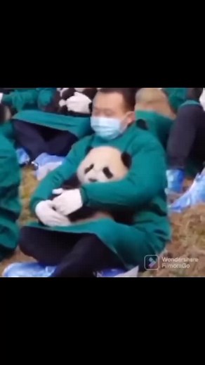 Panda Cuddles: Relaxing Moments with Nature