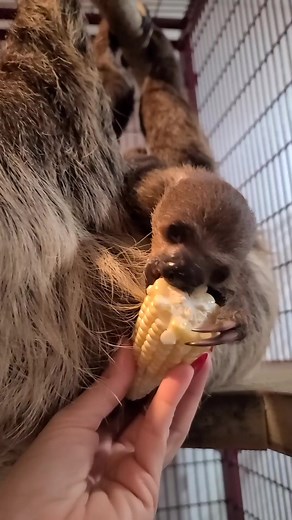Baby Sloth gets a Treat Xtreme Exotics Wildlife Foundation #sloth | Wild Charles