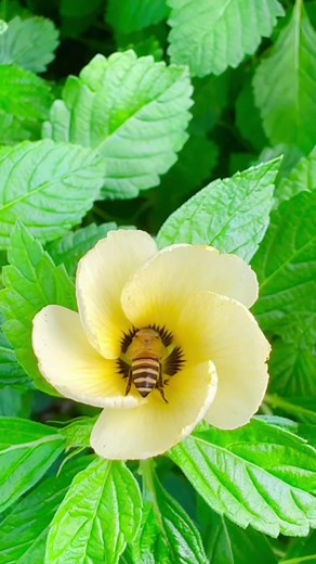 116 reactions · 42 shares | Buzz  Buzz  Fun facts  #bees #honeybees #funfacts #insects #naturelovers #nature #pollinators #naturephotography | Agwa Eni | Facebook