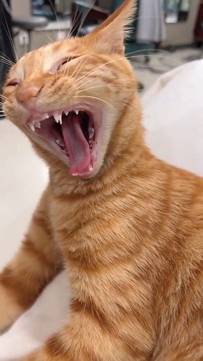 Screaming in cuteness and sadness 😿💥💔 #DramaCat #CuteCry #MeowScream #SadButAdorable #FurRealFeels | Kitten Hub