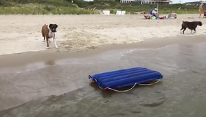 28K views · 1.5K reactions | Boxers... scared of everything!  | Luke The Boxer | Facebook