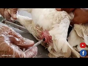 Prolapse Vent in Chicken|Chicken Prolapse casuse and treatment|Aseel hen