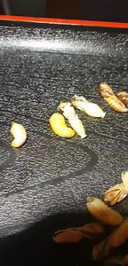 Pour ceux qui ne connaissent pas...on récupère les larves de guêpes dans les alvéoles du nid, à l'aide des doigts....ou d'une pince à épiler. | Les p'tits plats de Ninouille, cuisine de l’île de La Réunion & du monde