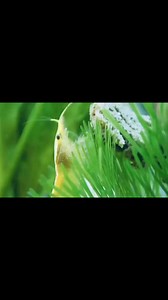 Yellow dwarf shrimp is 😍 #neocaridinashrimp #neocaridina #petshrimp #dwarfshrimp #aquascape #aquascaping #aquariumhobby #aquaticshop #aquariumfish #petshop #petshopph #fishkeeper #aquarium #aquariumtank #aquaticplants #OnlyatKampBJAquatics | Kamp BJ Aquatics