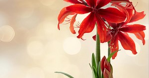 Our Amaryllis Are a Step Above! These easy-to-grow selections will brighten your home and make the holidays feel extra special. A great gift for those hard-to-buy-for folks. Don’t wait—shop now for a beautiful holiday display! | Bluestone Perennials