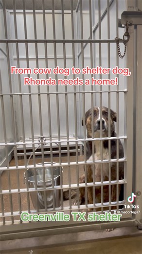 4.8K views · 156 reactions | ADOPTED❤️ headed to Pennsylvania! Cage...