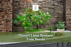 20 Dwarf Lime Bonsai Tree Seeds for Planting | Citrus Bonsai | Ships From Iowa USA - Etsy