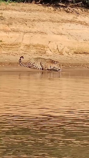 pantanal jaguar beast #shortsreels #unfreezmypage #wildlife #jaguar #brazil #bigcats #powerful | Wild Bruhvado 111