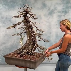 Buttonwood - defoliated, wired & repotted today. #bonsai #art #bonsaitree #盆栽 #penjing #buttonwood #deadwood #driftwood #conocarpuserectus | Wigert's Bonsai Nursery