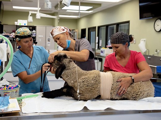 Best Friends Animal Clinic – Vet Care in Kanab