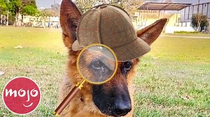 FACT: Dogs are smarter than cops | MsMojo