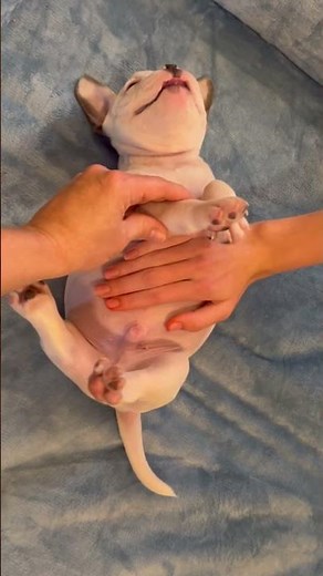 I am Pibble wash mah bellay #pibble