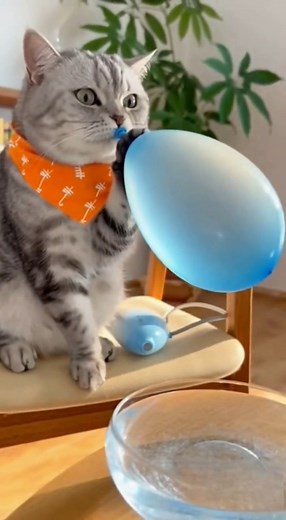 Watch this curious cat as it investigates a blue balloon, leading to a hilarious cat vs balloon encounter! The feline's reaction when the balloon pops is priceless, making for a truly scared cat moment. This funny cat video captures the essence of funny animal videos, showcasing a classic cat reaction. You won't want to miss this one! | Rescue Stories
